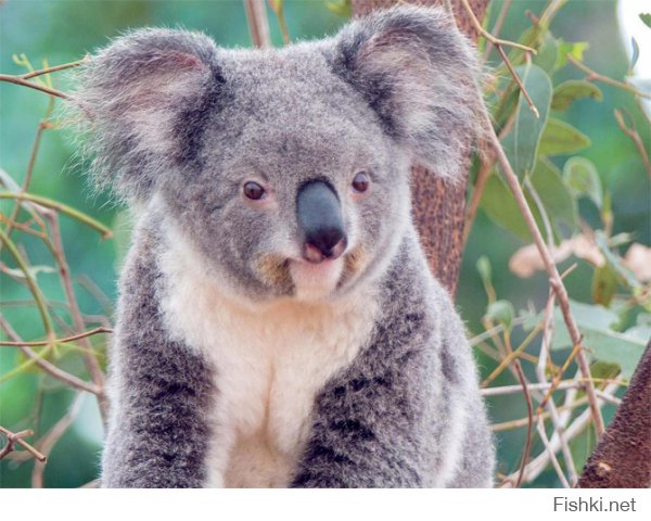 Практически все коала заражены хламидиями, поэтому будьте осторожны обнимая этих животных, ведь они помечают любую поверхность с которой соприкасаются.