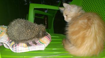 Раз пошла ежиная тема.. Еж Володя (есть еще Захар) и наш Бумер. Ежи из леса выходят, муж им имена и дает)))