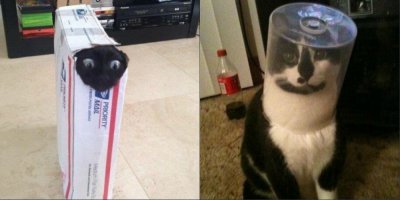 33 животных, попавших в ловушку 