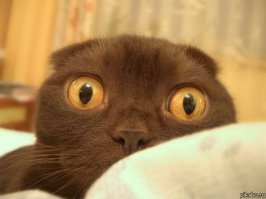 Галлюциногенный боди-арт, который гарантированно обманет ваши глаза