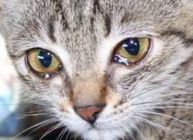 Спасибо, что Вы есть - добрые люди!!!!!!!