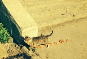 Фишкина солянка за 27.08.2014