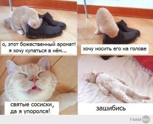 Кото-пост