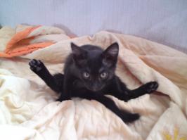 Уморительные фотографии котов, пойманных во время вылизывания своих причиндалов