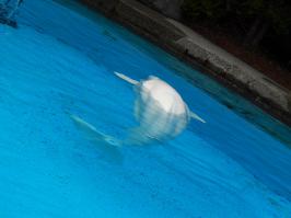 15 примеров гражданского неповиновения