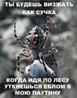 Интересные факты о пауках (11 фото)