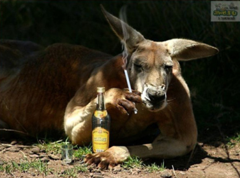Краденые продукты в сумке у кенгуру-воришки.