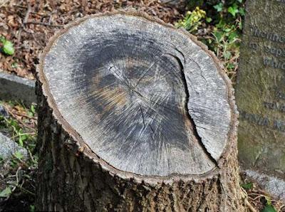 Мужчина спилил дерево и обнаружил на срезе изображение креста