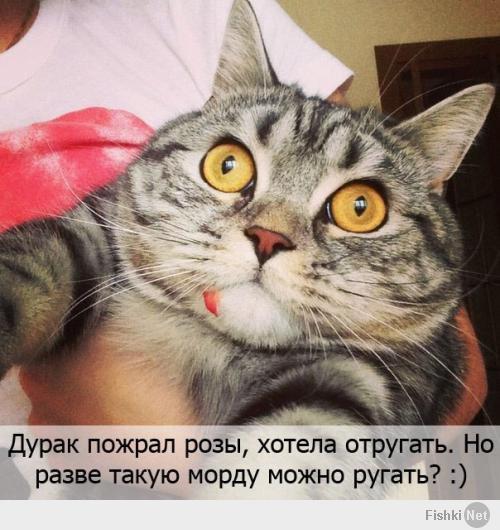 Фишкина солянка за 05.07.2014