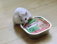 Хомяки завтракают