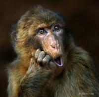 Фишкина солянка за 07.11.2014 