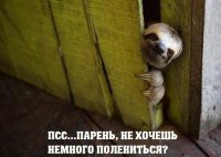 18 фотографий, которые доказывают, что ленивцы – милашки