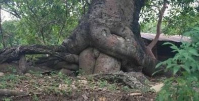 Еще занимаются сексом.
-