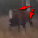 афтор дебил))) корову от бычка не отличаешь?)))) хочешь, научу?)))
раз: бычки иногда хотят пободаться)) особенно, когда на них идет какой-то мент с палочкой))
и два: