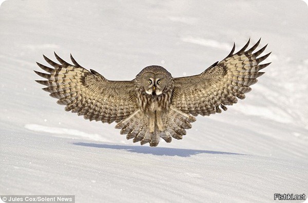куда более необычное явление - птица замерзла в полете и так и осталась висеть в месте замерзания вопреки всем законам физики..