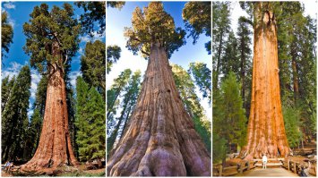 "Это дерево является самым крупным и тяжёлым организмом на планете."

АФТОР! УБЕЙСЯ! да зачем же столько лгать, потом дети начитаются и вырастут дебилами..

ВСЕГДА было известно, что самые крупные организмы на нашей планете - ГРИБЫ!!! ВСЕГДА! А что касается самой большой грибницы, известной на данный момент, то вот:

Лавры гиганта номер 1 носит оригонский гриб. Вернее, грибница опенка темного (Armillaria ostoyae), которая развивается в лесном заповеднике Малур в американском штате Орегон. Грибница этого живого существа занимает площадь более 880 гектаров, а ее возраст оценивается в 2,4 тысячи лет.