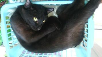 Кошачьи селфи