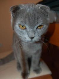 15 реакций котов на повседневные ситауции