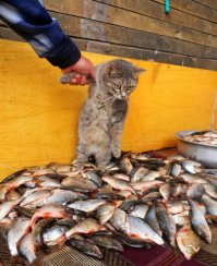 Любителям котов