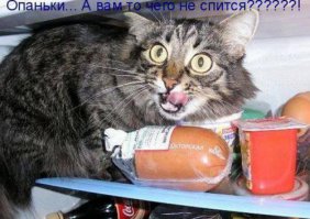 Любителям котов