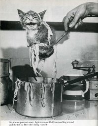 Любителям котов