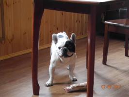 у моей дочки вот этот орел в самом раннем возрасте жил с котом, старым, котом, потом кота забрала свекровь.
Конечно таким он не стал, но мяукать в детстве умел