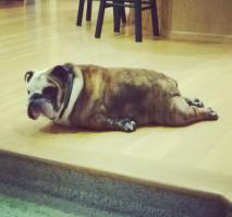 Смешные щенки, очаровательно заснувшие в самых неожиданных местах  