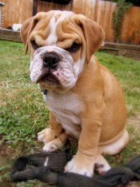 Животные после праздников