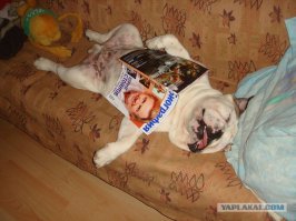 30 веселых фотографий с животными 