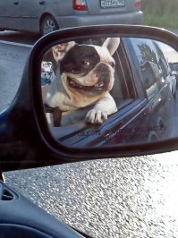 100 самых ценных снимков собак