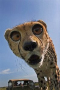 Галлюциногенный боди-арт, который гарантированно обманет ваши глаза