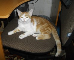 кожги=) черепашка из приюта,а арлекинку на улице подобрали=)всех не спасёшь и не накормишь,но по море возможности надо помогать животным...