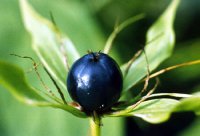 Лесные ягоды