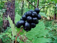 Лесные ягоды