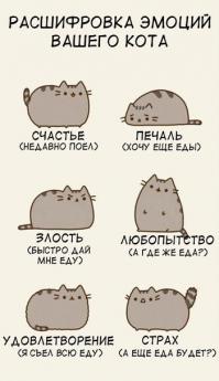 О чем на самом деле думают коты (16 фото)