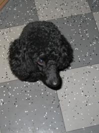 Обожаю собак.
Вот мой курносик.