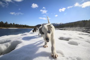 Зима приближается. Белые ходоки рядом!