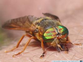 Обычная разновидность слепня!