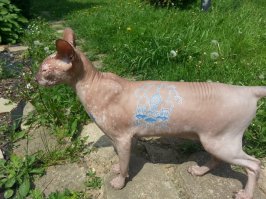 Инопланетная красота кошек породы сфинкс 