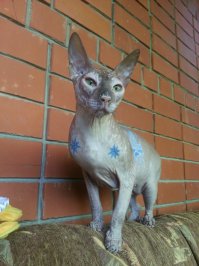 Инопланетная красота кошек породы сфинкс 