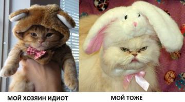 Животные, которые тоже принимают участие в Хэллоуине