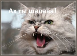 Застукали в расплох