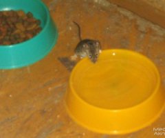 Вот это возле кошачьей миски реально удивило!