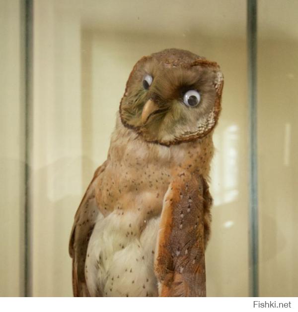 Я старался не смеяться, но на этой фотке я проиграл.