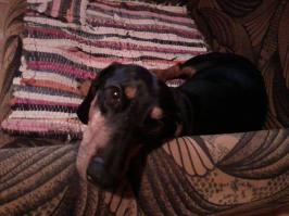 Вот мот собакен!!!