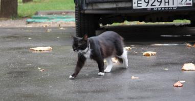 Люди добрые, не очерствевшие душой, сопереживающие чужому горю, обращаюсь к Вам за помощью!!!

Помощь нужна одной маленькой беззащитной кошечке, примерно 9 месяцев от роду. Волею судеб она оказалась на улице, хотя у нее была хорошая, любящая хозяйка. Но с доброй женщиной случилась беда, и кошечка осиротела.

Она очень умненькая, красивая, ласковая и благодарная, но к сожалению совсем не приспособленна к жизни на улице. Мы с женой, кормим ее, надели ошейник от блох, но не имеем возможности взять к себе, т.к. у самих две кошки и собака.

Сейчас еще ничего, пока лето, а скоро наступит осень, а потом -зима.

Жить ей негде, подвалы все закрыты, что будет с маленькой девочкой, выживет ли она???

Люди добрые, помогите!!!

Спасите ни в чем не повинное существо от верной гибели. Ей очень нужен дом и хорошие любящие хозяева.

Уверяю Вас, она полюбит Вас всей душой, и будет верным другом, очень преданным и благодарным, который будет ждать Вас каждый день с работы, радоваться и мурчать от счастья, что видит Вас, греть холодными зимними ночами и забирать Ваше плохое настроение и боль.

Поверьте мне, я знаю, у меня есть кошка, которая помогла мне выжить, когда я уже не хотел жить, и я ее тоже взял с улицы. Сейчас ей 9 лет и она - моя любовь, радость, мой ребеночек и мой верный друг!
Алексей. Москва.