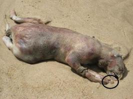 Последний жест - за ним!