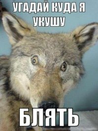 Милейшие косоглазые коты, чей изъян делает их уникальными