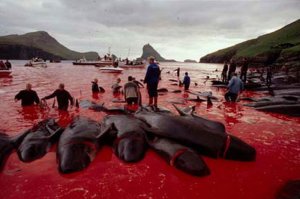 А есть еще такие фотографии: массовое ежегодное убийство дельфинов на Фарерских островах (Дания)