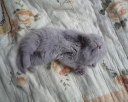 вислик лиловый)моя)